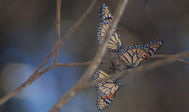 Pismo Beach butterfly grove